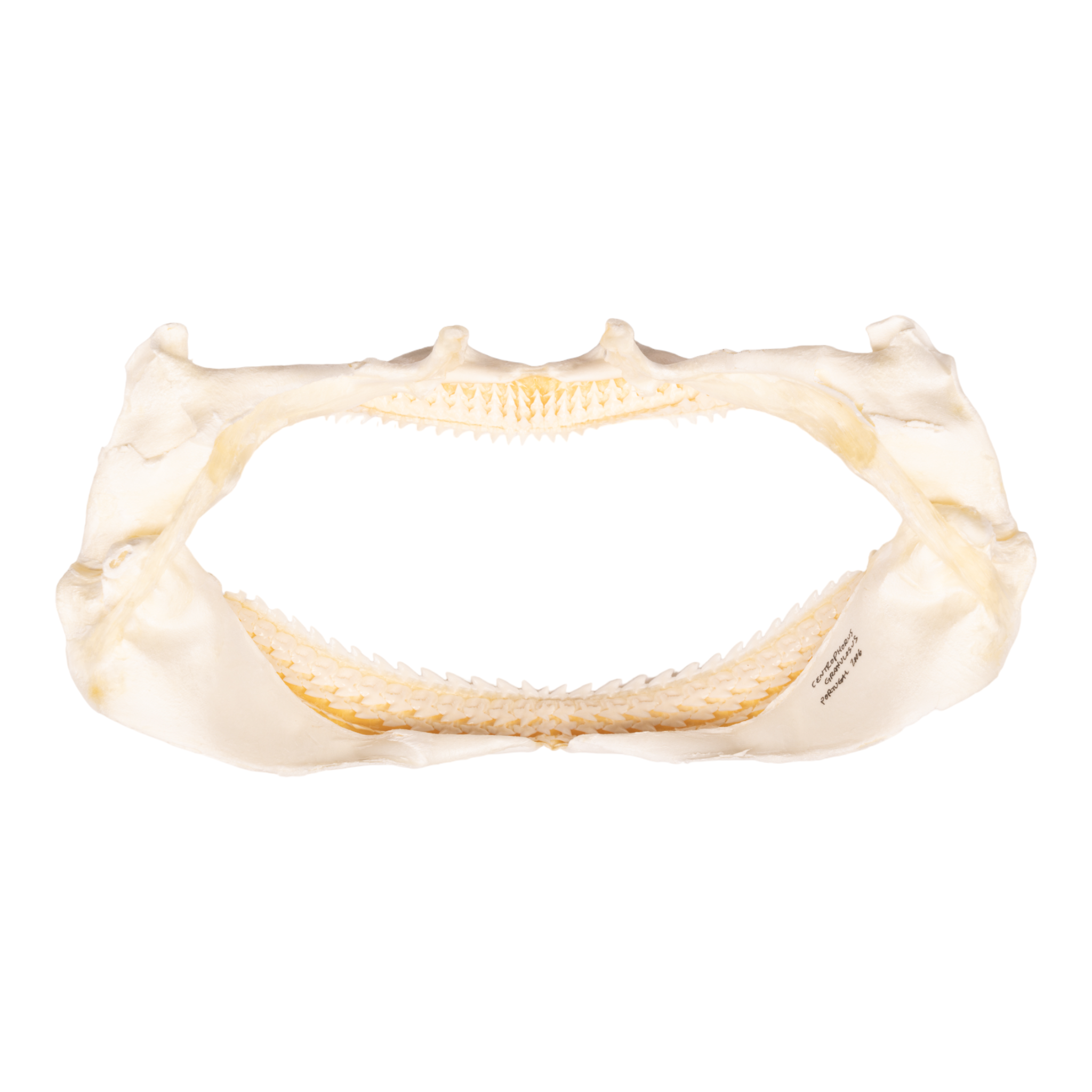 Authentic Gulper Shark Jaw - 7.8 Inches - Rare Marine Specimen for Collectors & Science Enthusiasts - Perfect for Home Decor, Educational Displays & Unique Gifts