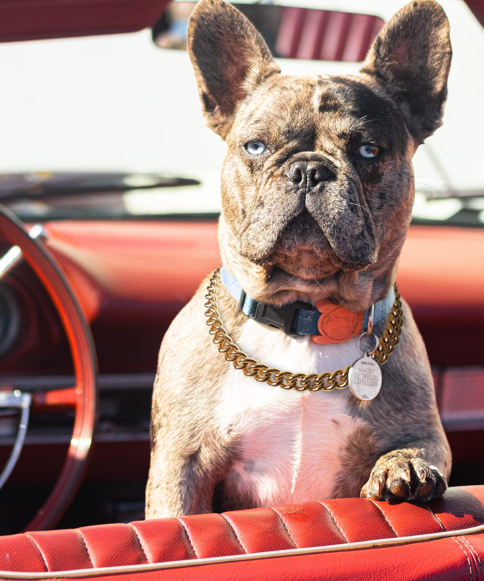 15mm Gold Chain Dog Collar - Stylish Light Metal Puppy Necklace for Bulldogs & Small Dogs (11 inches) | Perfect for Pet Costumes, Parties & Fashion Accessories