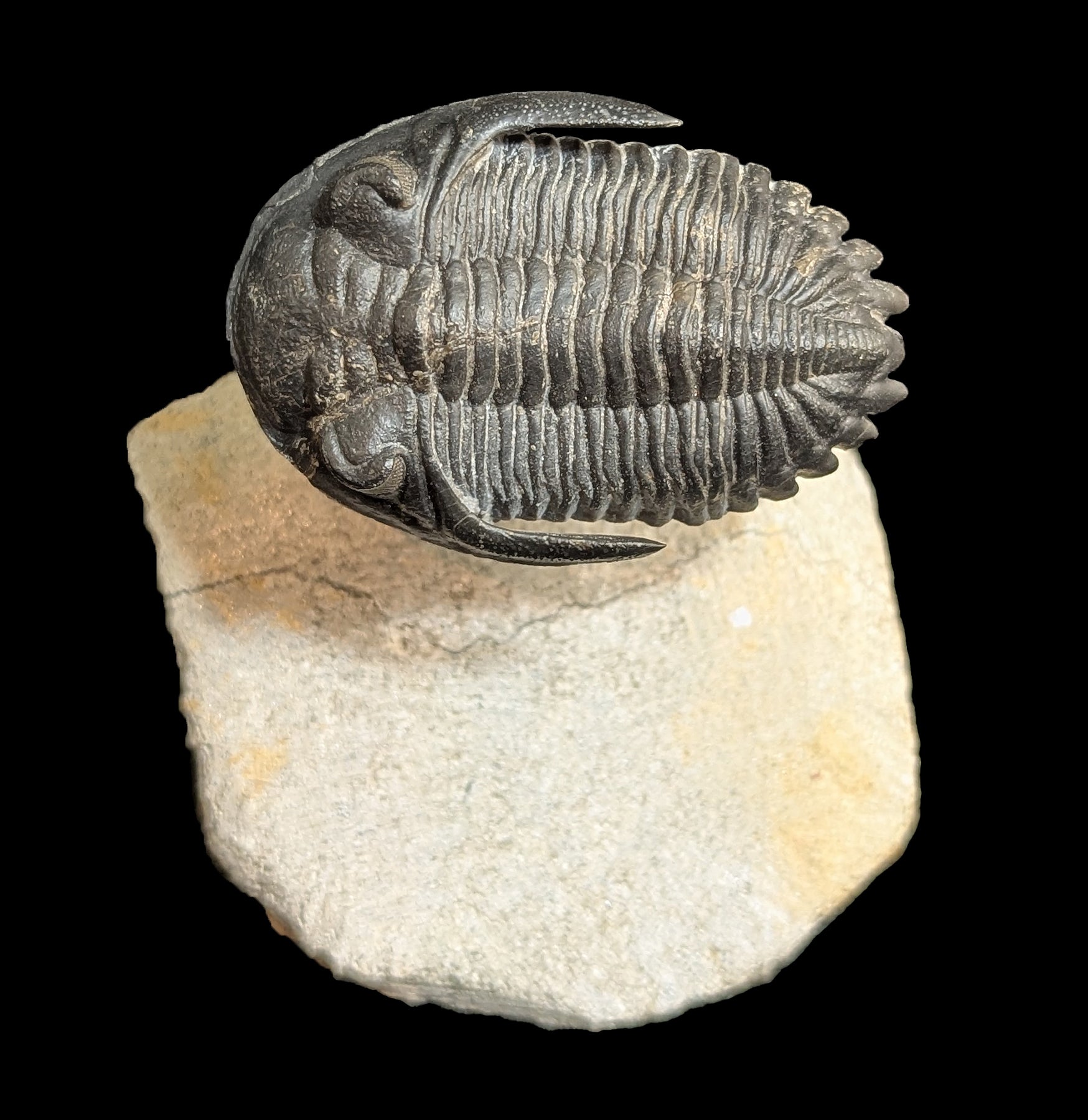 Authentic Trilobite Hollardops Fossil in Matrix - Rare Prehistoric Specimen for Collectors & Paleontology Enthusiasts - Perfect for Home Display, Educational Use & Gift Giving