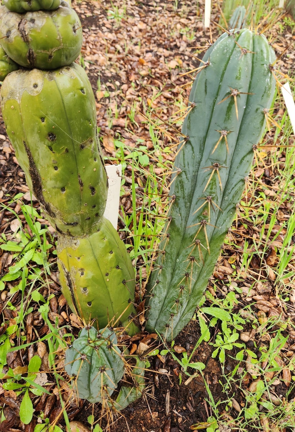 BBG Amazonas Trichocereus Cactus Cutting 7-8 Inch - Rare Succulent Plant for Home Decor, Garden & Desert Landscaping