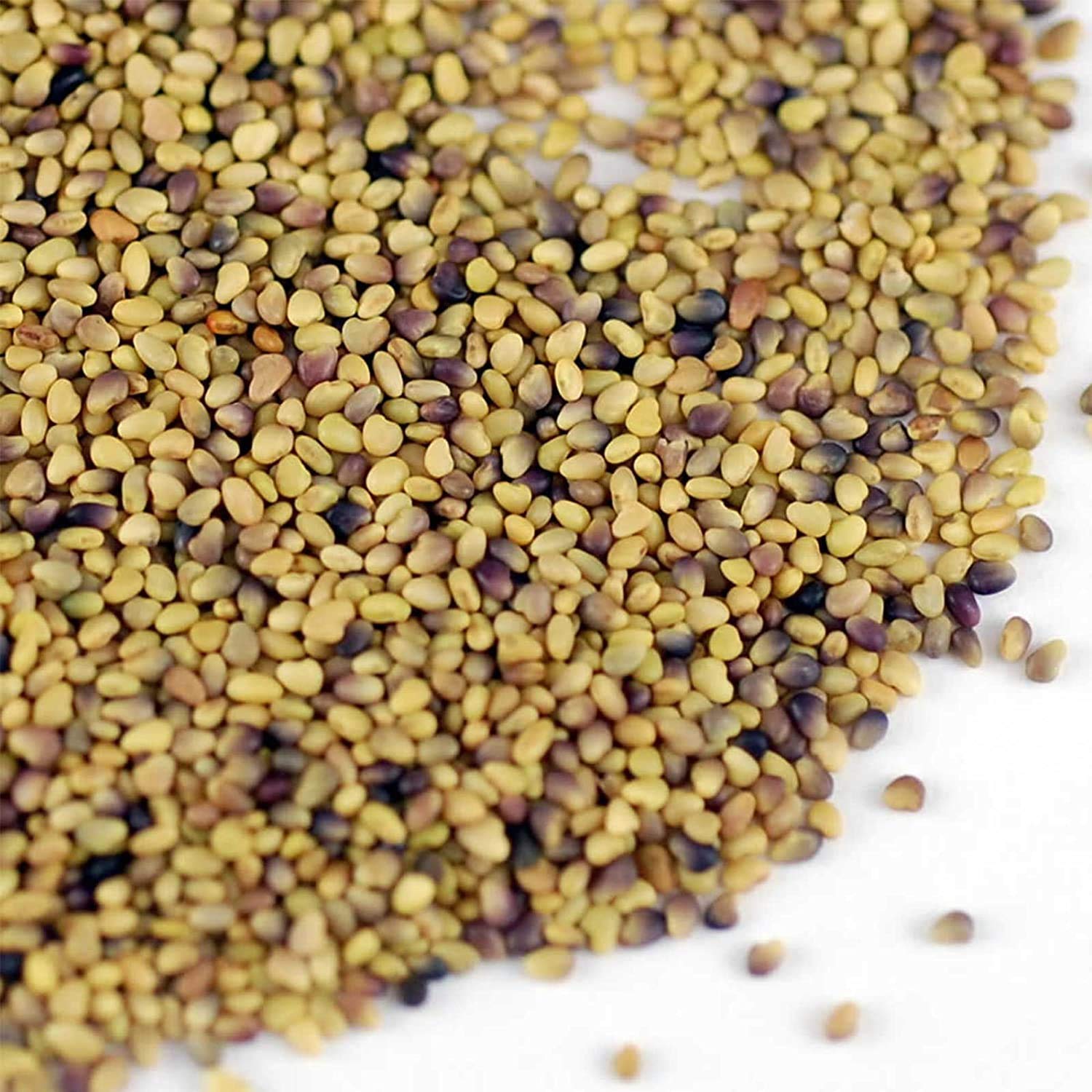 Organic Red Clover Sprouting Seeds - 1 Lb Resealable Bag by Handy Pantry | Non-GMO, High Germination Rate for Sprouts, Microgreens & Hydroponics | Perfect for Home Gardening, Healthy Salads & Food Storage