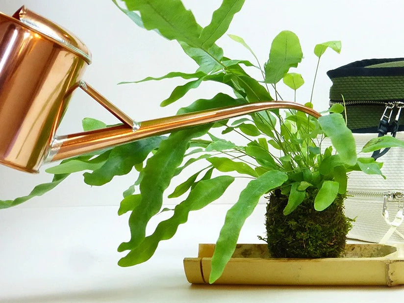 Negishi Chooro Watering Can - Premium Indoor/Outdoor Plant Watering Can with Long Spout for Precise Pouring - Ideal for Houseplants, Garden, Balcony & Patio Use
