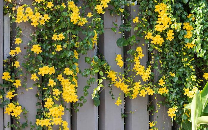Creative Farmer Cat's Claw Vine Plant - Beautiful Funnel Creeper & Wall Climber for Home & Garden Decoration | Perfect for Trellises, Fences, and Vertical Gardens