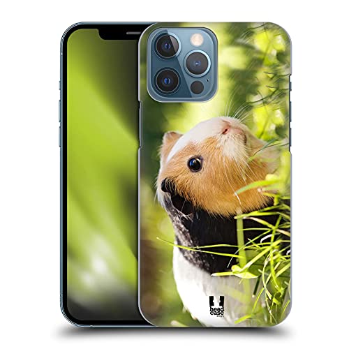 Guinea Pig Pet