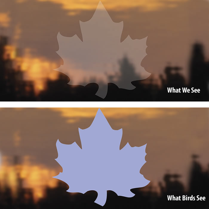 Duncraft Bird Safe® Maple Leaf Window Decals - Prevent Bird Collisions, UV-Resistant & Weatherproof for Home & Office Windows (Set of 6) | Perfect for Garden, Patio & High-Rise Buildings