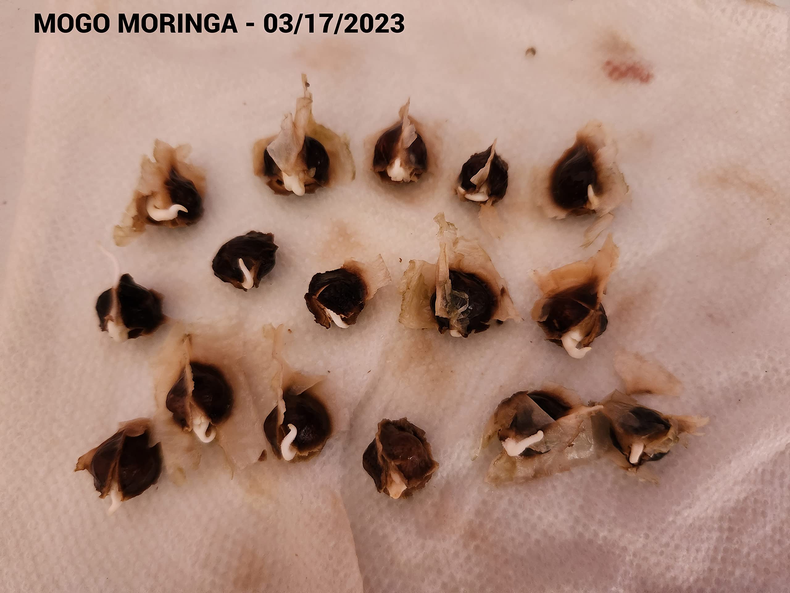 100+ Organic Moringa Seeds for Planting - Grow Your Own Moringa Leaves, Powder, Pods & Flowers | Non-GMO, Heirloom Quality | Perfect for Home Gardening, Superfood Cultivation & Natural Remedies