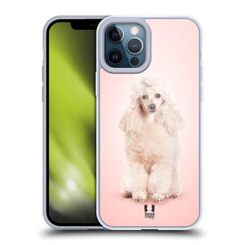 Portrait Of Poodle Dog