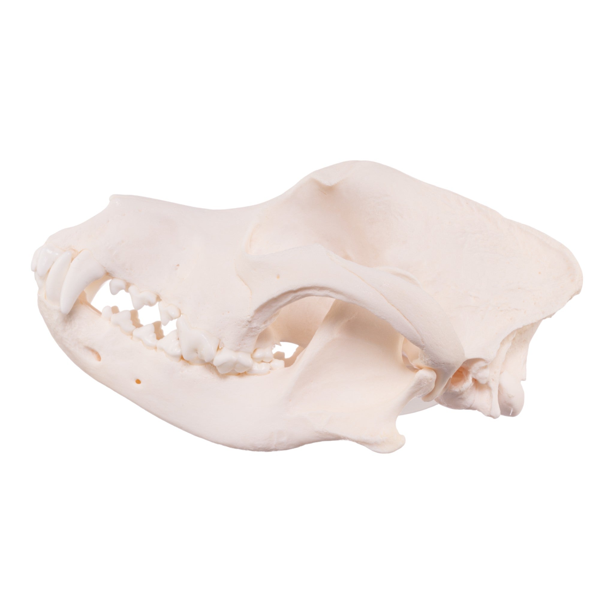 Authentic Rottweiler Dog Skull - Real Domestic Canine Specimen for Veterinary Study, Taxidermy & Halloween Decor