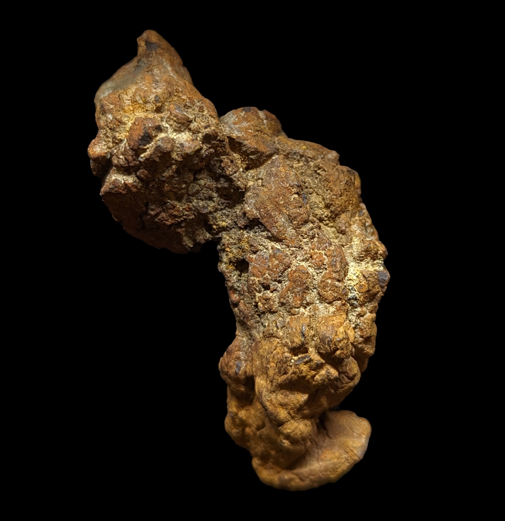 Authentic Coprolite Fossil Specimen - Rare Dinosaur Dung Stone for Collectors & Paleontology Enthusiasts | Perfect for Home Decor, Science Education & Unique Gift Ideas