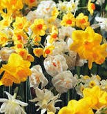 10 Mixed Jonquil Daffodil Bulbs - Fragrant Spring Blooming Flowers for Garden Planting | Perfect for Borders, Containers & Cut Flower Arrangements