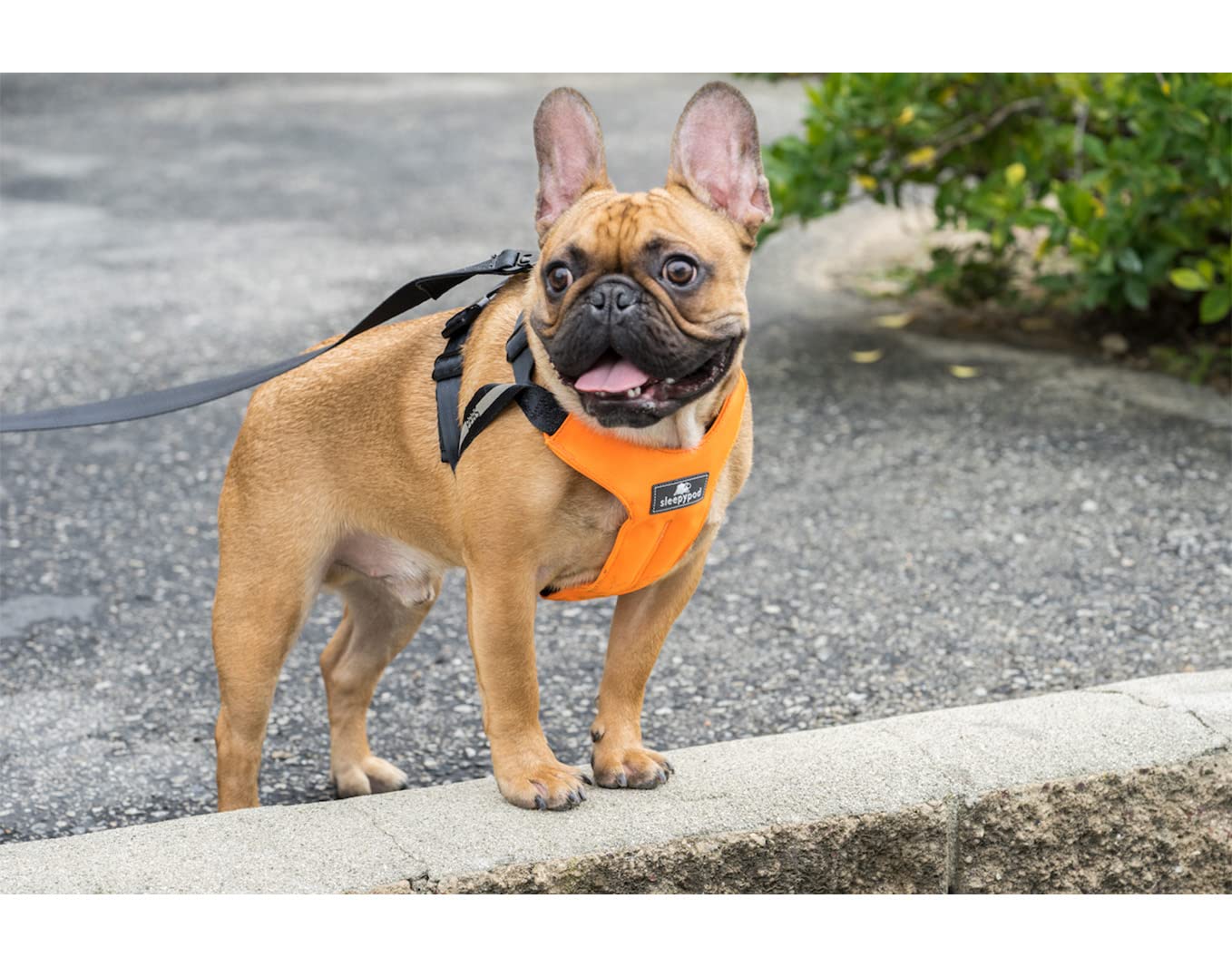 Clickit Sport Plus - Crash-Tested & Safety Certified Dog Car Seat Belt Harness for Medium Dogs (Olive Green) - Secure Pet Travel for Road Trips & Daily Commutes