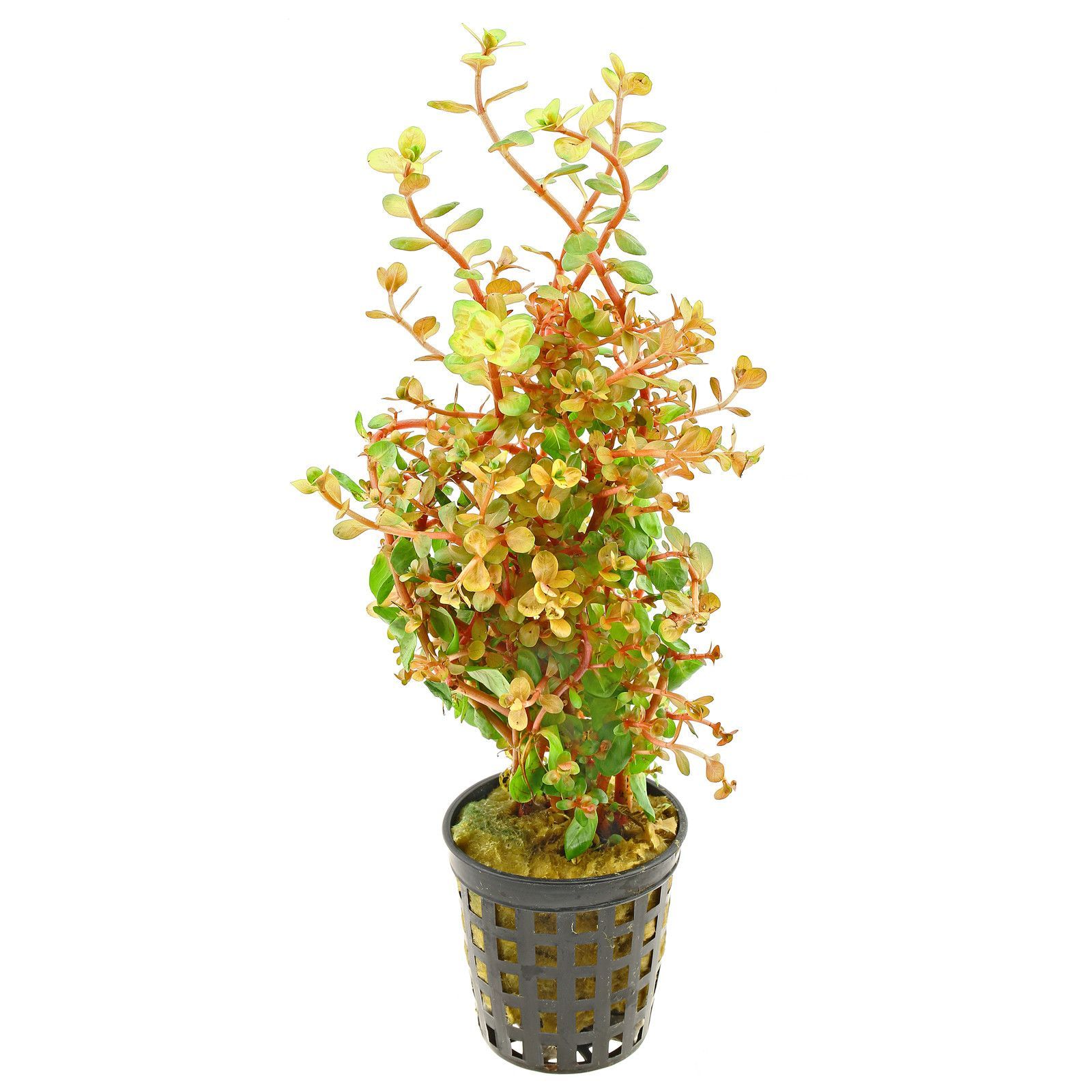 TCulture Rotala Rotundifolia Orange Juice Live Aquarium Plant (Pot) - Perfect for Freshwater Fish Tanks, Aquascaping & Planted Aquariums