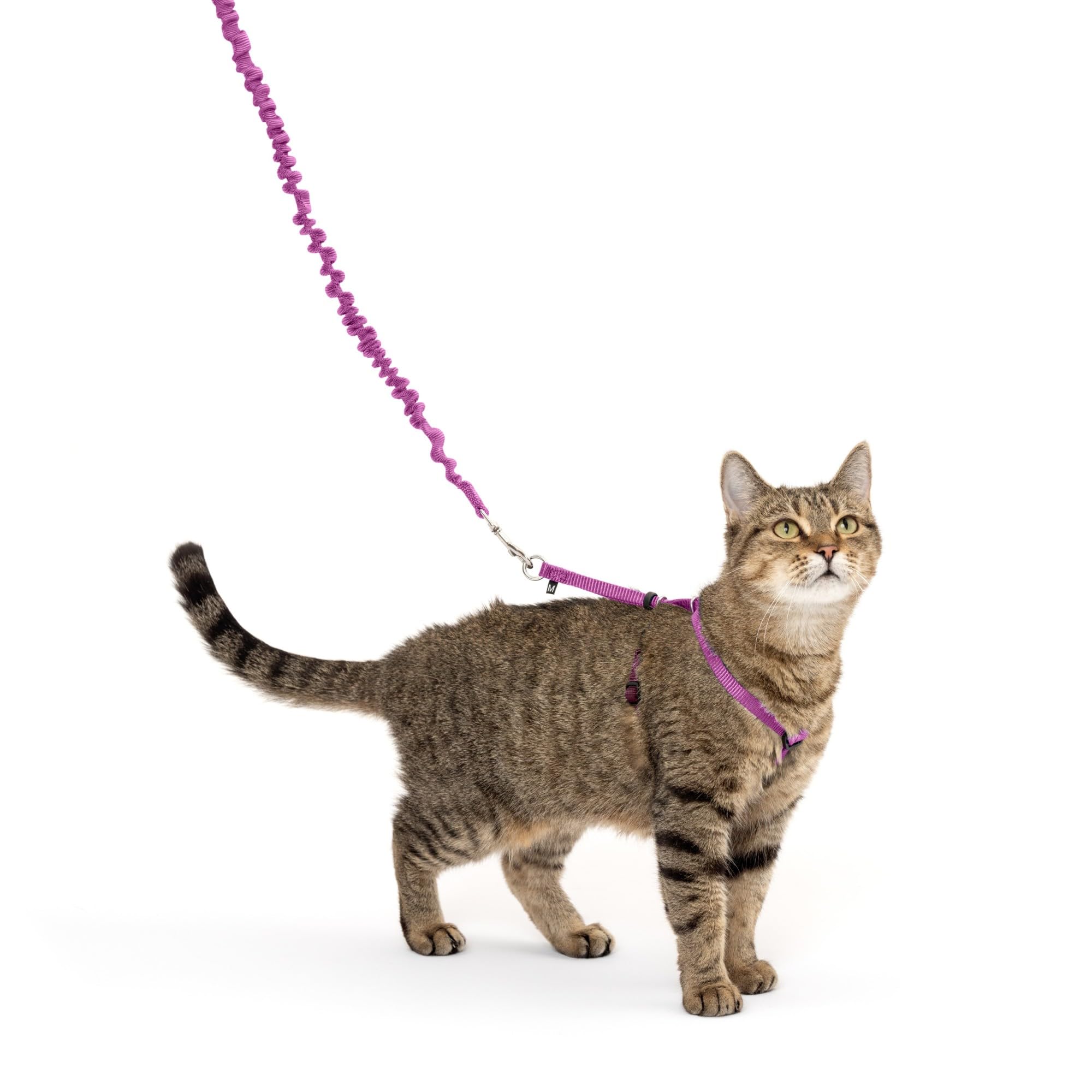 PetSafe Come with Me Kitty Harness & Bungee Leash for Cats - Medium Size, Dusty Rose - Safe Outdoor Walking & Training for Small Pets
