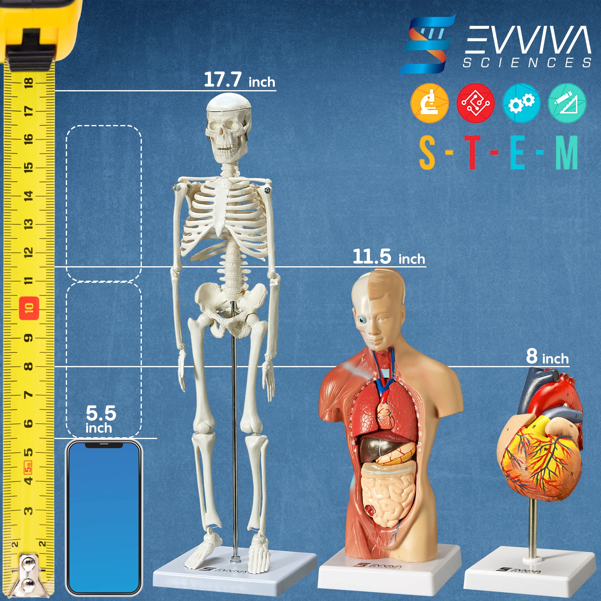 Evviva Sciences 3D Human Heart, Torso & Skeleton Anatomy Models - Complete Physiology Study Kit with Anatomical Guide Booklet | Perfect for Medical Students, Nursing Education & Science Classroom Demonstrations