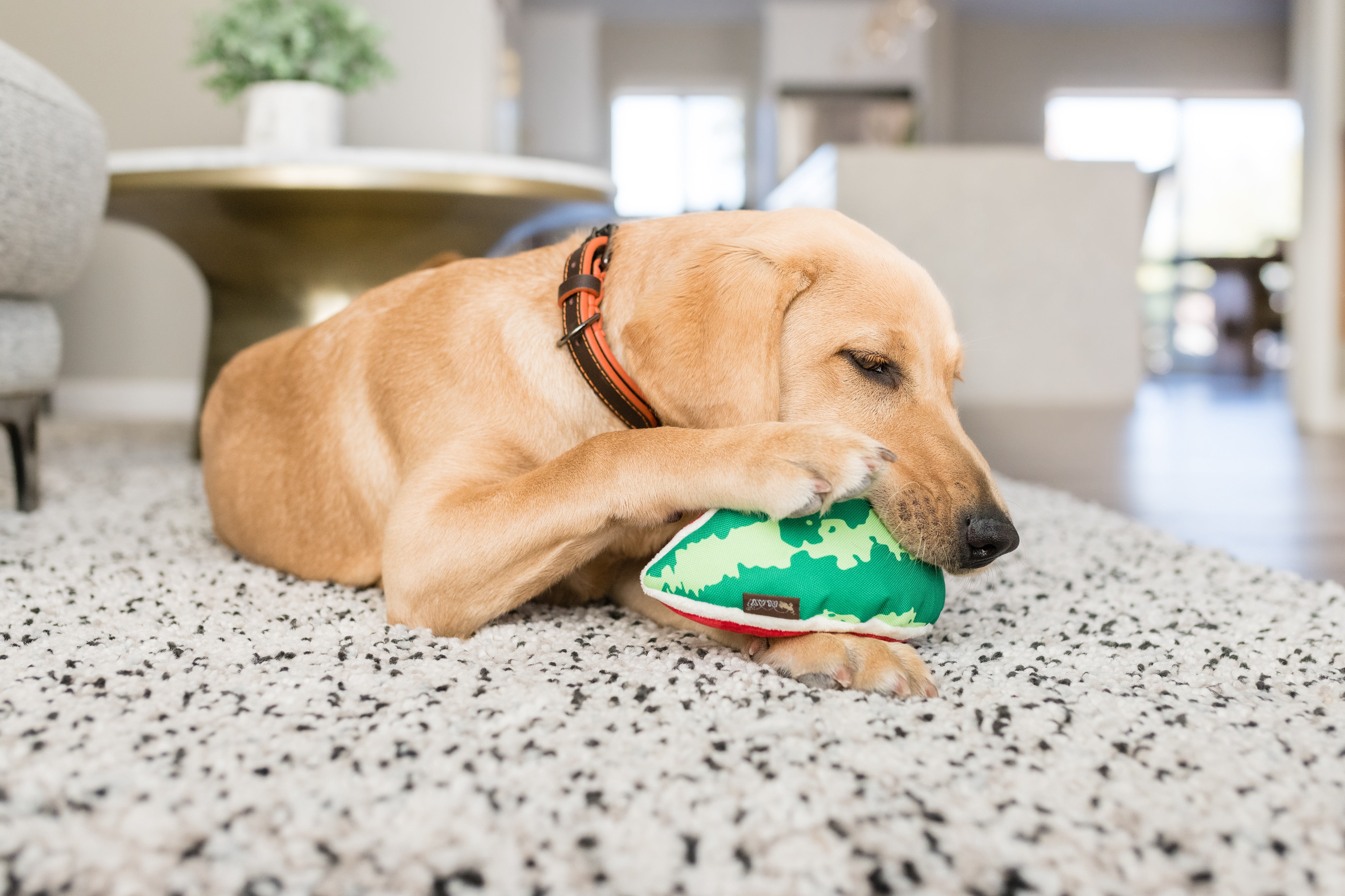 Tropical Paradise™ Watermelon Dog Plush Toy - Durable & Fun Chew Toy for Small & Large Dogs | Perfect for Playtime, Training & Cuddling | Pet P.L.A.Y.
