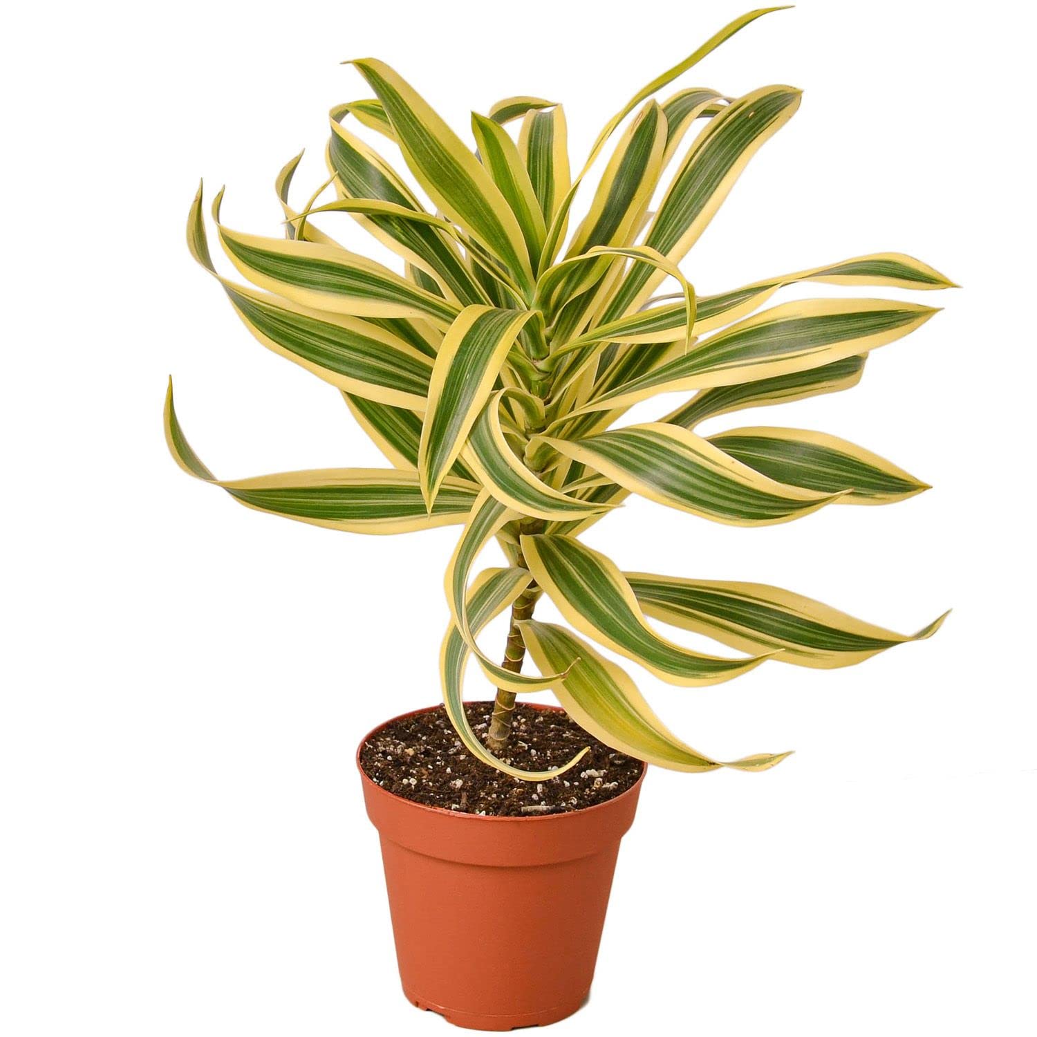 Dracaena Song of India Live Indoor Plant | 4'' & 6'' Potted Dracaena Reflexa Houseplant | Dragon Tree for Home, Office, Desk & Bathroom Decor | Perfect for Living Rooms, Workspaces & Indoor Gardens