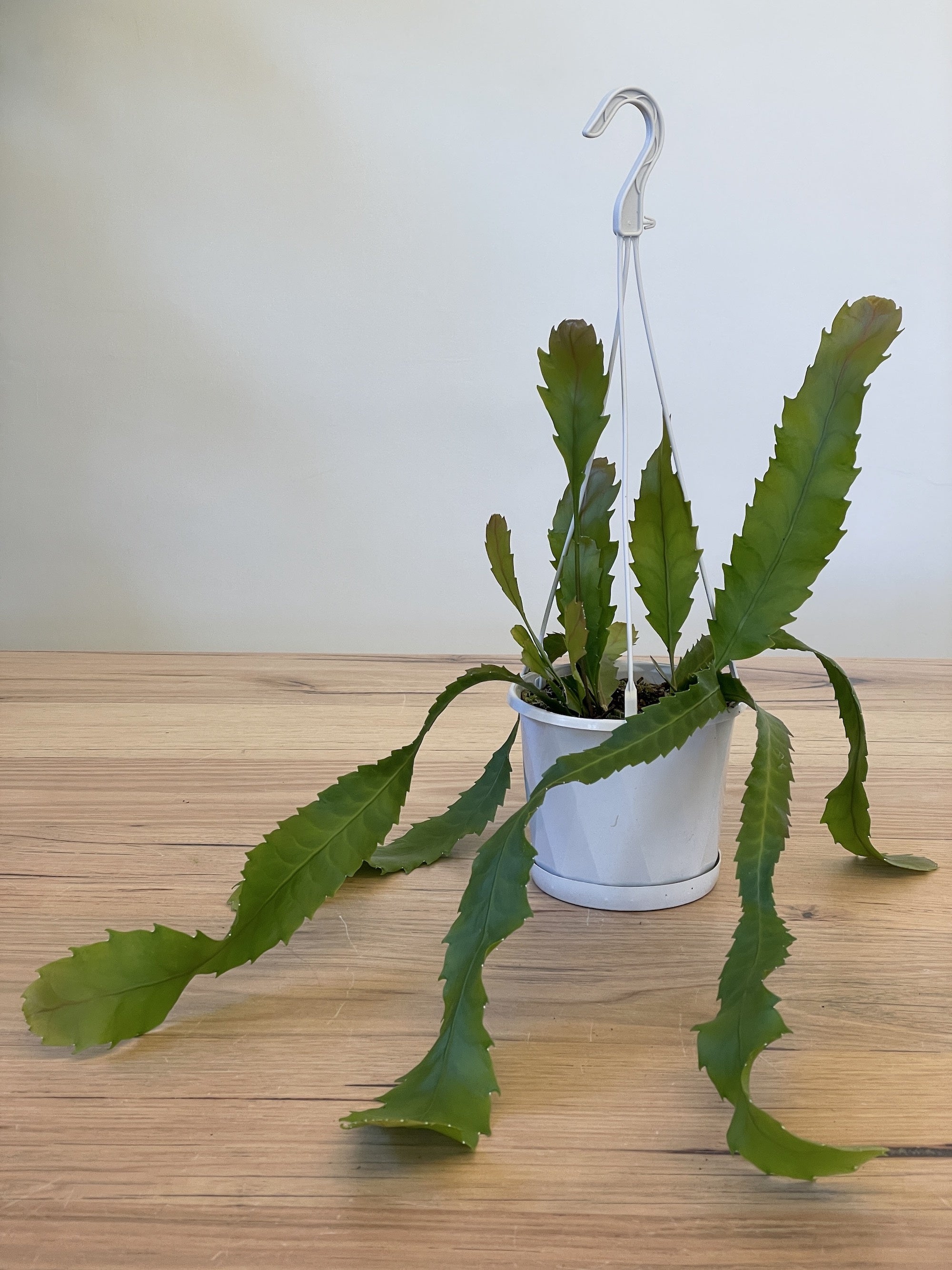 Lepismium Houlletiana - Rare Epiphytic Cactus for Home & Office Decor | Perfect for Hanging Baskets and Indoor Gardens