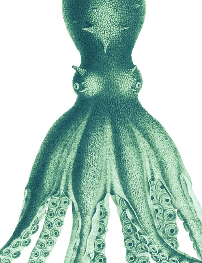 George The Octopus Green Wallpaper by Wallshoppe - Perfect for Nursery, Kids Room & Coastal Themed Decor