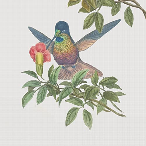 Golden Star Hummingbird Detail Naturalist John Gould Counted Cross Stitch Pattern