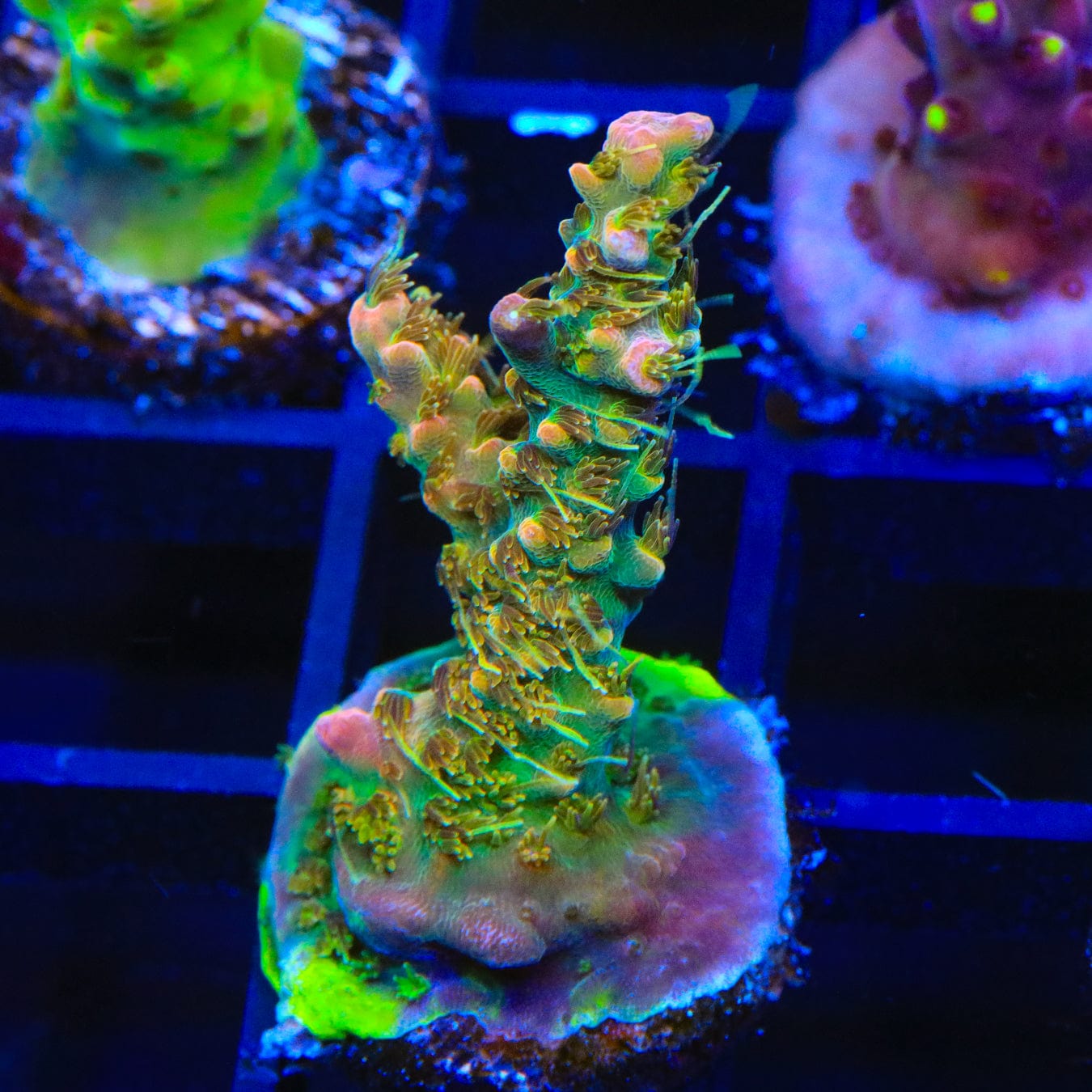 Premium CC Voodoo Majick Acropora Coral for Saltwater Aquariums - Vibrant Live Coral for Reef Tanks & Marine Aquascaping