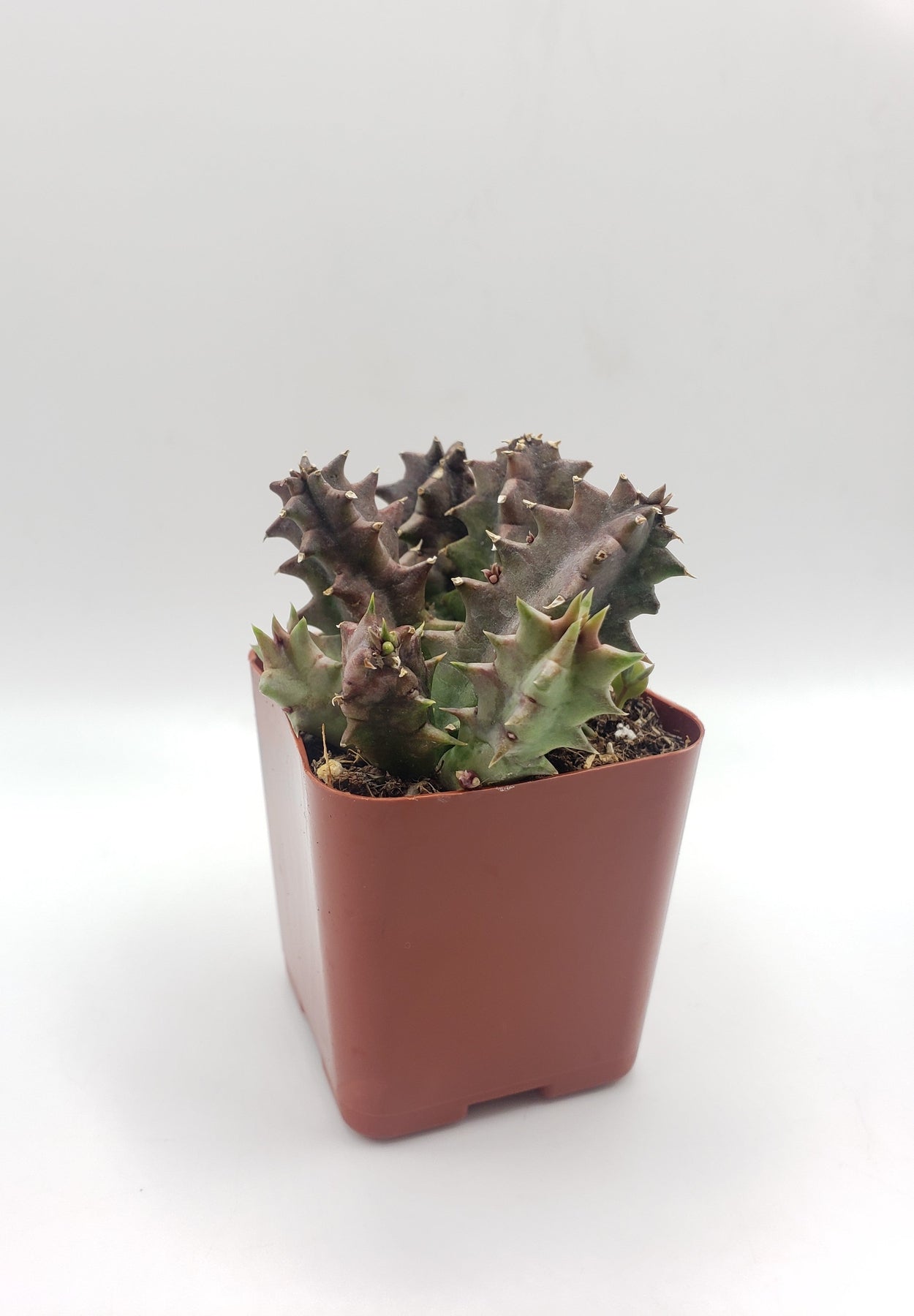 Huernia Zebrina Lifesaver Plant - Rare Succulent with Unique Star-Shaped Flowers for Indoor Gardens, Terrariums & Cactus Collections | Perfect for Home Decor, Office Desks & Gift Giving