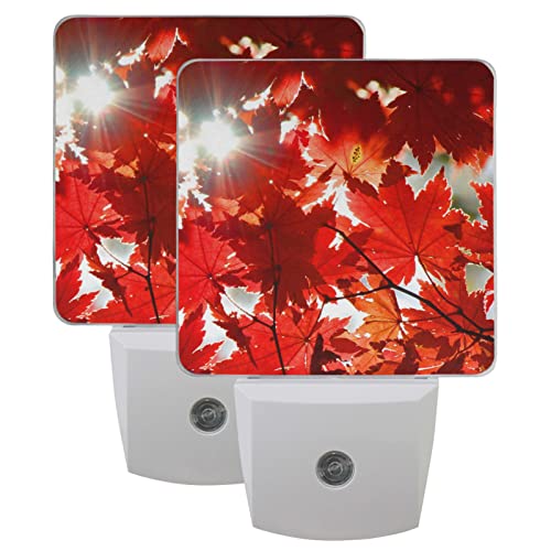 Maple Leaves