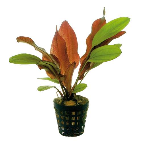 TCulture Echinodorus Fancy Twist Live Aquarium Plant - Easy Care Aquatic Plant for Fish Tanks, Ponds & Aquascaping (Potted)