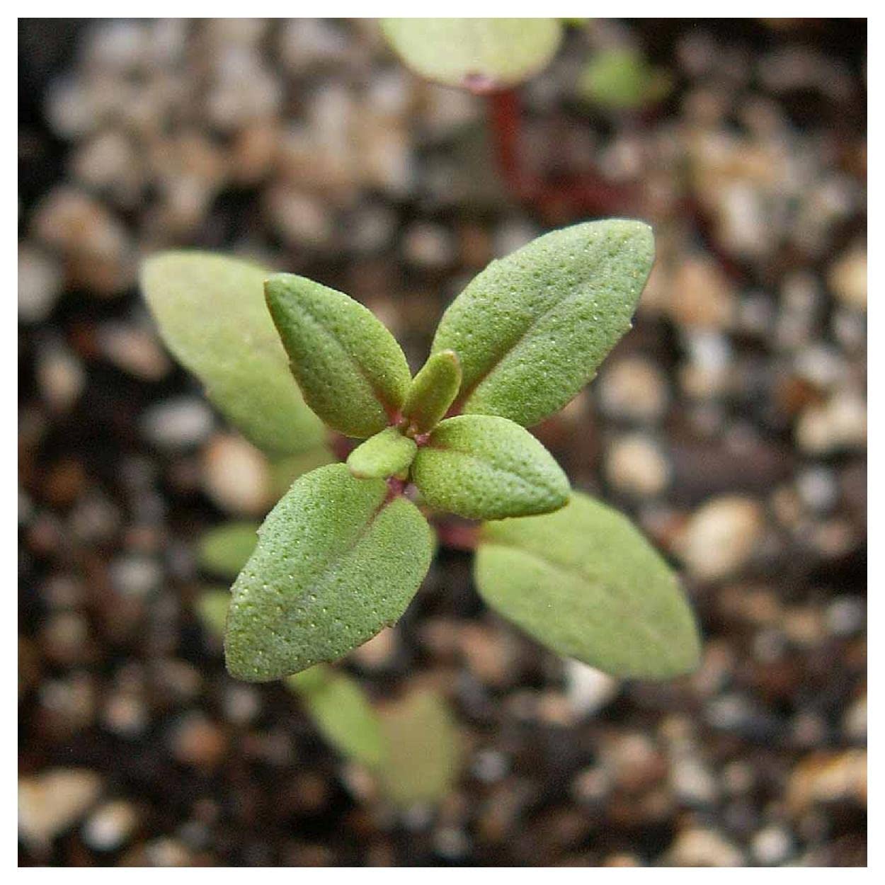 Everwilde Farms - 1 Lb Common Thyme Herb Seeds - Gold Vault Packaging - Perfect for Home Gardening, Culinary Use & DIY Herbal Remedies