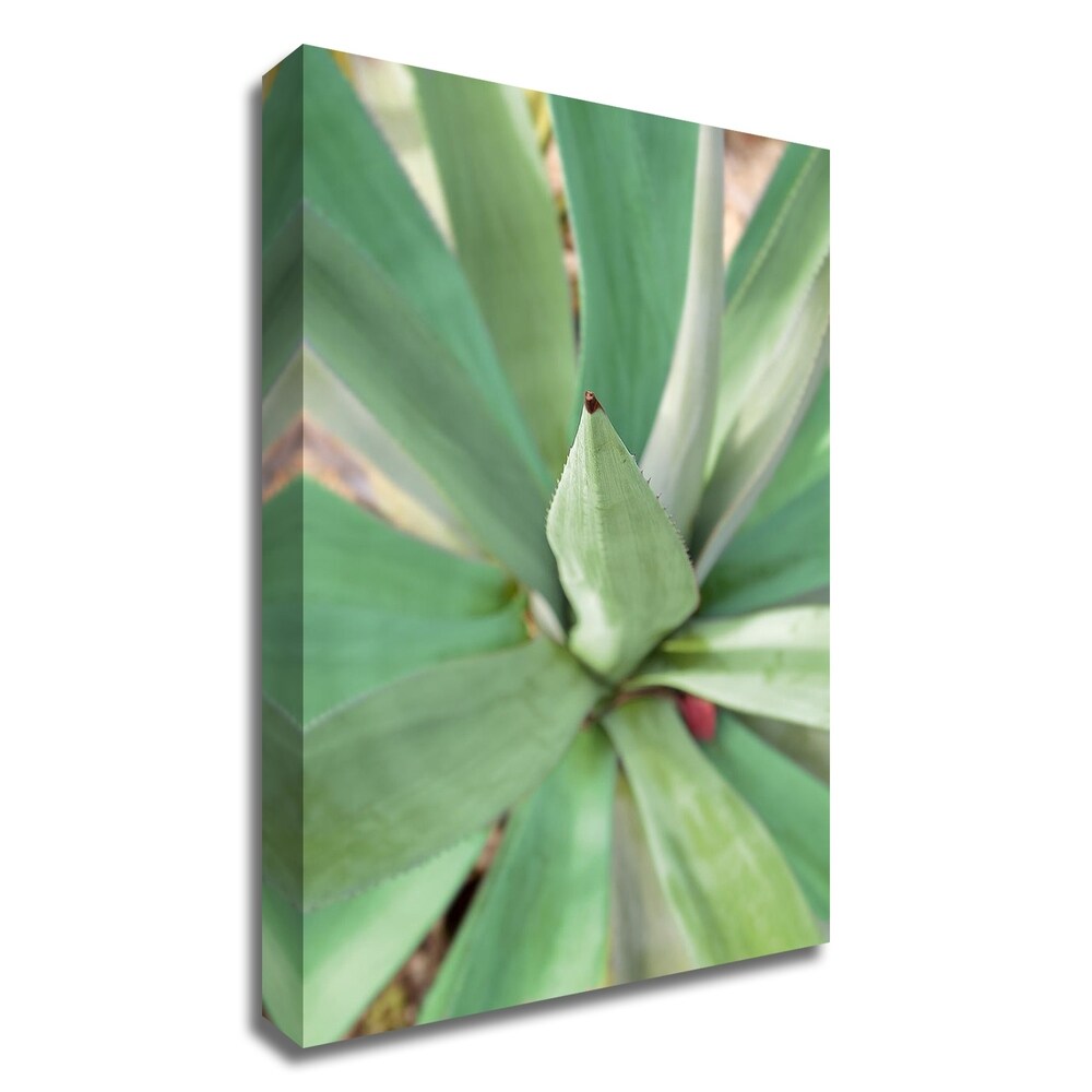 Agave Succulent 2 by Alan Blaustein - Stunning Canvas Wall Art Print - Ready to Hang - Perfect for Living Room, Bedroom & Office Decor