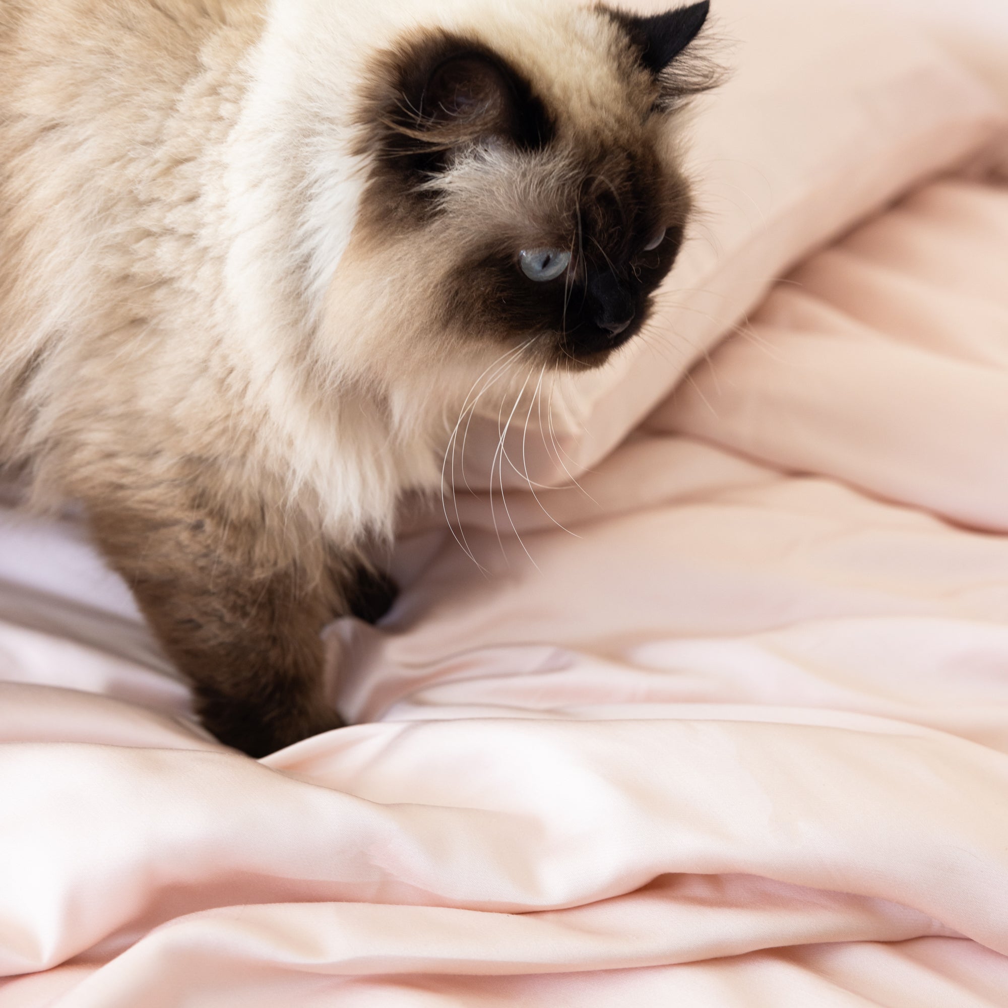 Pale Pink