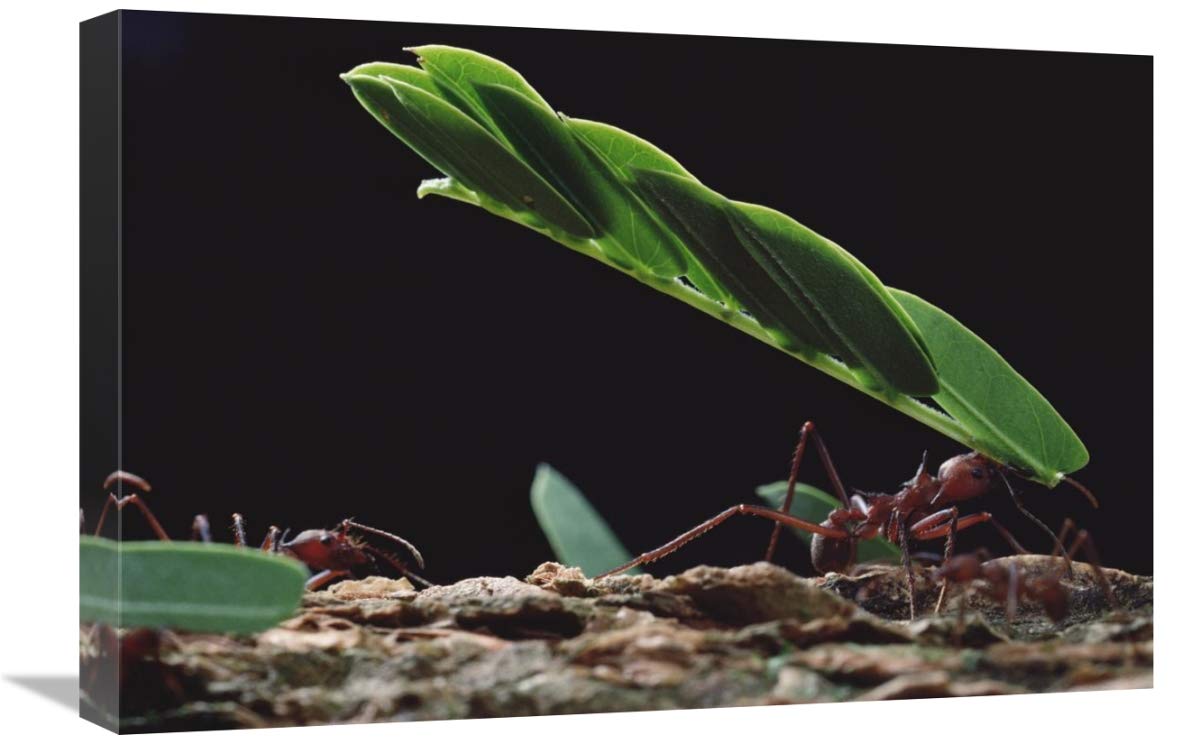 16x24 Inch Leafcutter Ants Carrying Leaves Art Print - Barro Colorado Island Panama Nature Photography by Mark Moffett - Perfect for Home Office Decor, Biology Classroom, or Nature Lover Gift