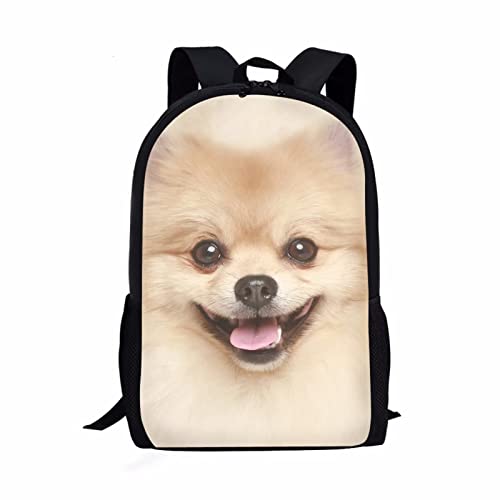 Corgi