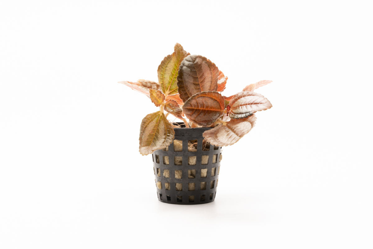 Pilea Spruceana - Silver Tree Plant for Home & Office Decor | Easy Care Indoor Houseplant for Living Room, Bedroom, or Desk