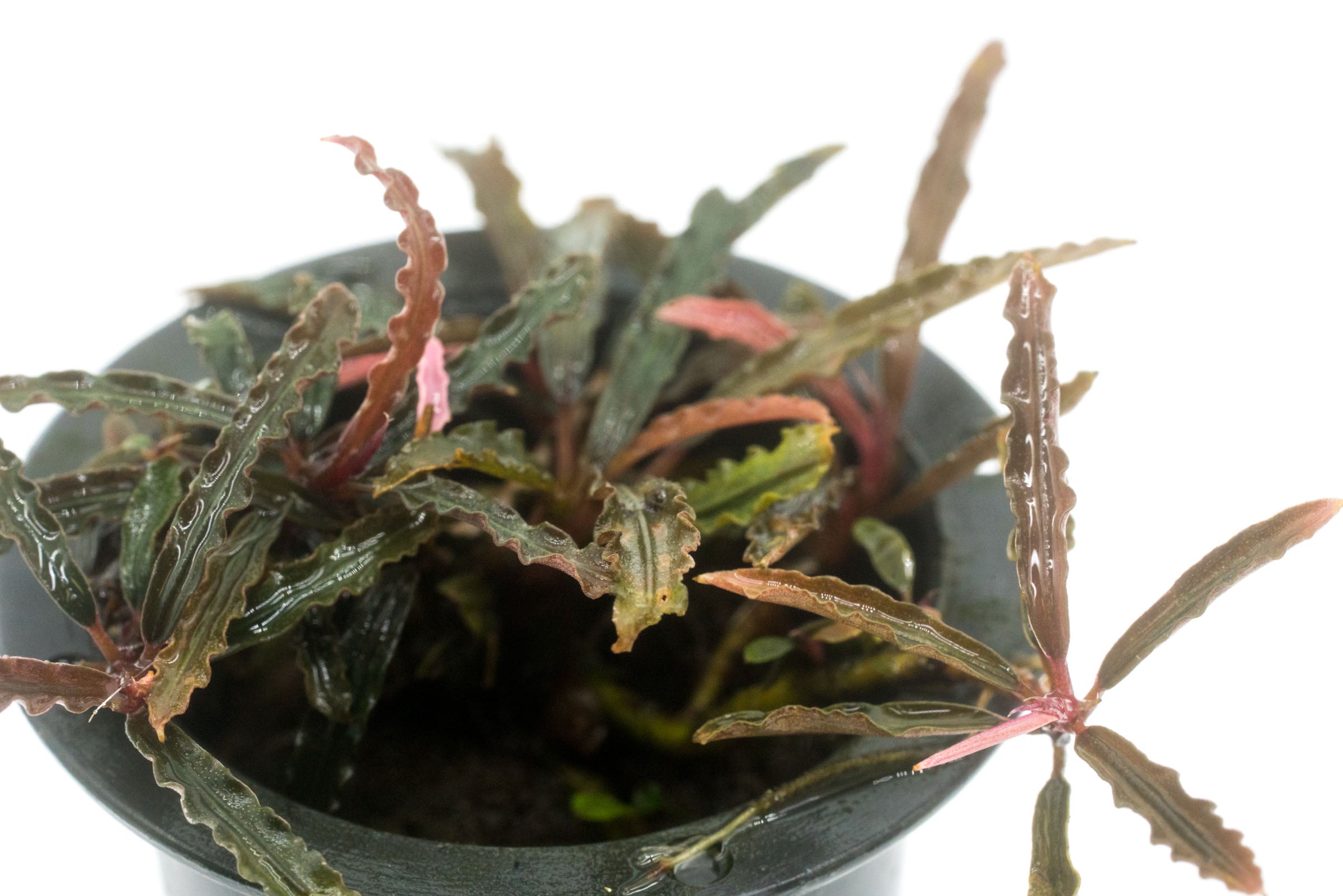 Bucephalandra Catherinae Red Aquatic Plant for Aquarium - Live Freshwater Plant for Fish Tank Decoration, Aquascaping & Shrimp Habitat