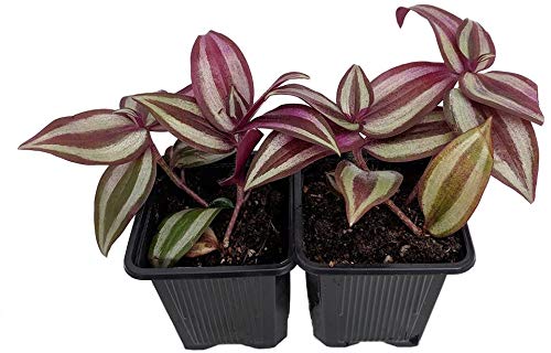 Purple Wandering Jew (Tradescantia Zebrina) - 4 Inch Hanging Basket - Easy Care Indoor House Plant - Fast Growing Inch Plant from JM Bamboo - Perfect for Home Decor, Office Spaces & Hanging Gardens