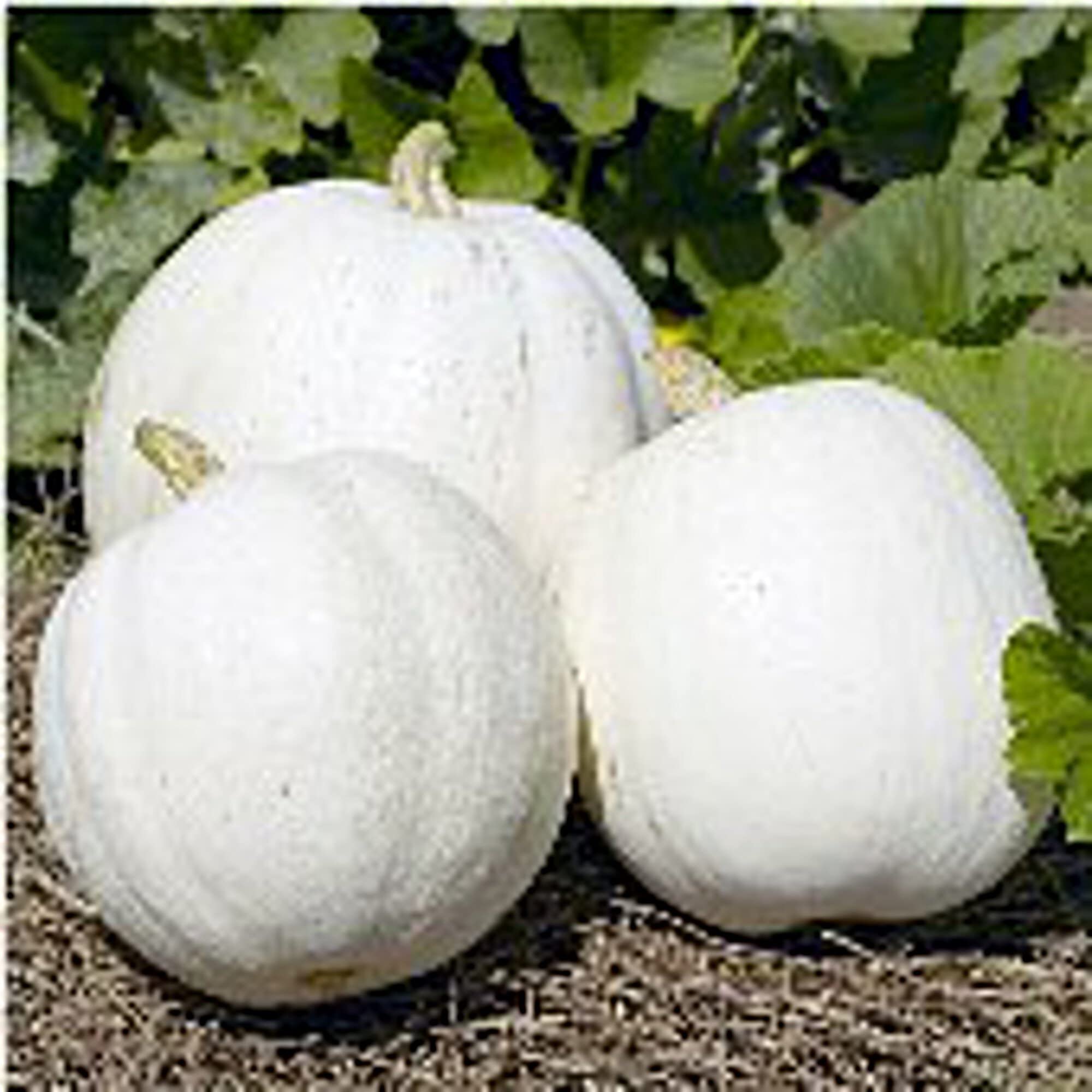 Organic Casper Pumpkin Seeds (20+ Seeds) | Non-GMO, Heirloom Vegetable & Fruit Seeds for Planting | Home Garden, Greenhouse, Backyard Farming | Perfect for Fall Decorations, Pumpkin Patches & Baking