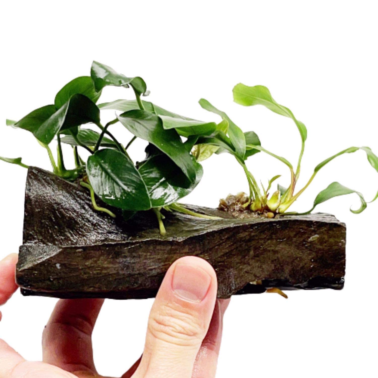Anubias Nana & Minima Live Aquarium Plants on Driftwood - Tropical Freshwater Decor for Fish Tanks, Aquascaping & Aquatic Gardens - Perfect for Betta Tanks, Shrimp Habitats & Natural Aquarium Setups
