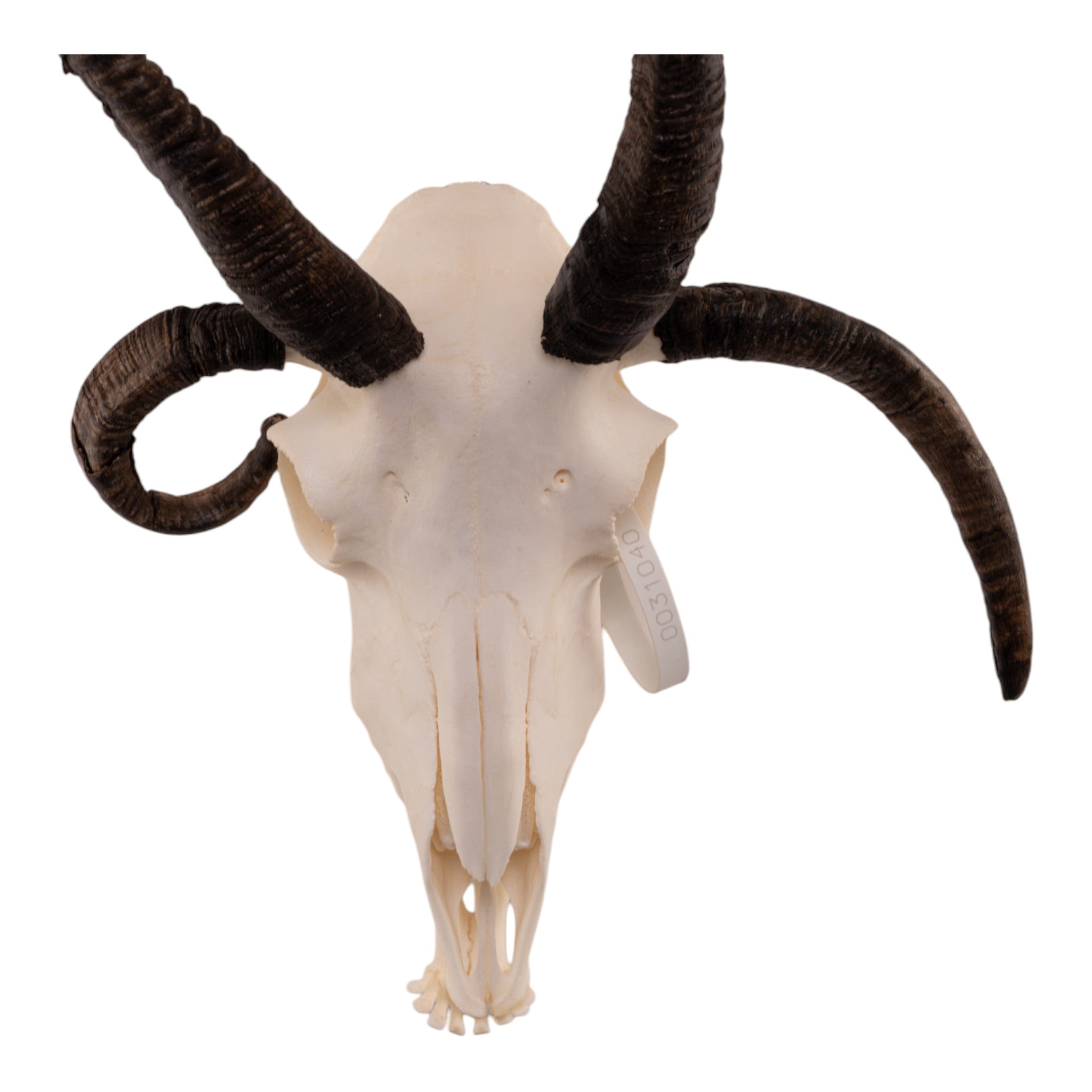 Authentic Four-Horned Jacob Sheep Skull with Mandible - Taxidermy Specimen for Home Decor, Gothic Display & Educational Use