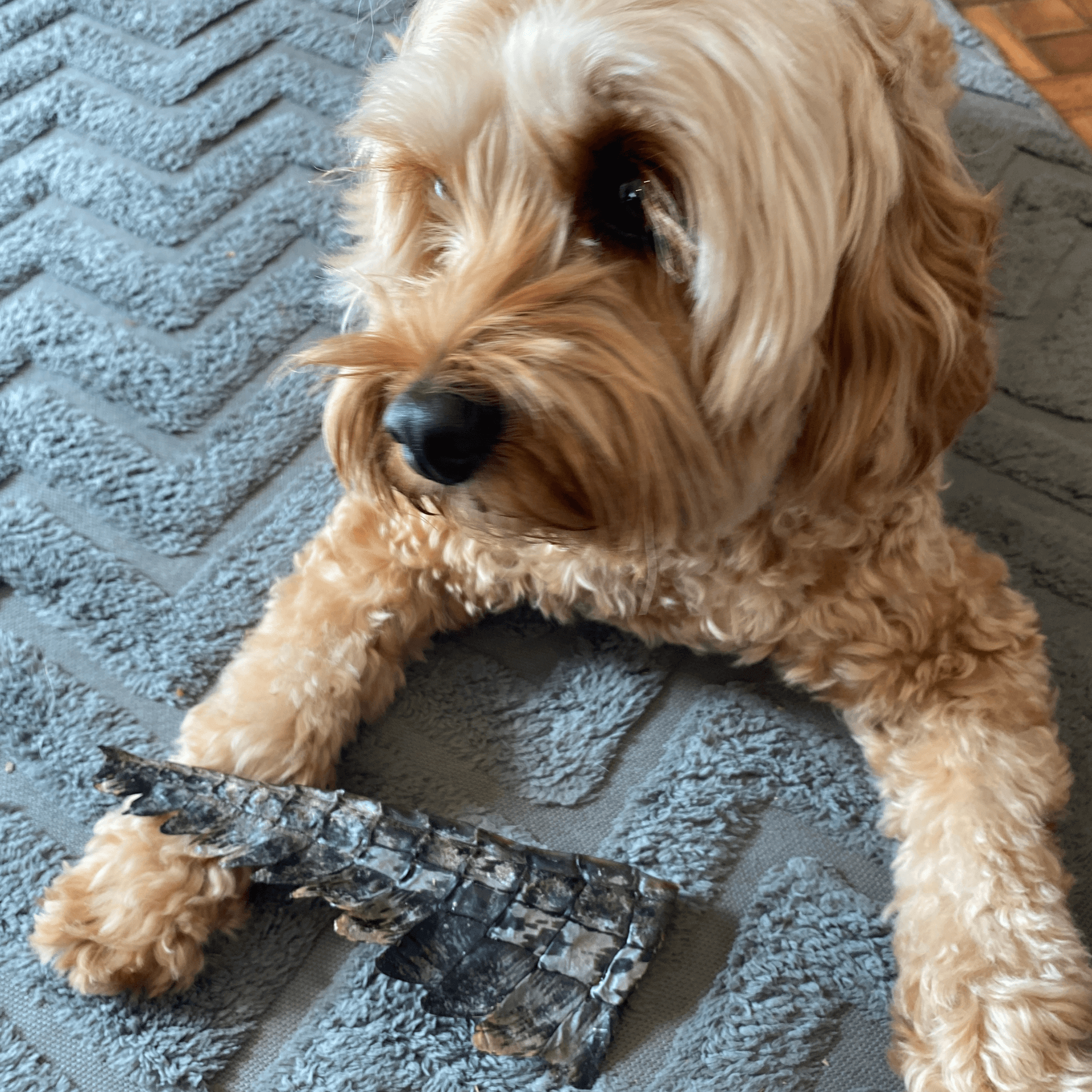 Crocodile Tail Dog Treats - 2 Pack Natural Chews for Dogs - Perfect for Training, Teething & Dental Health