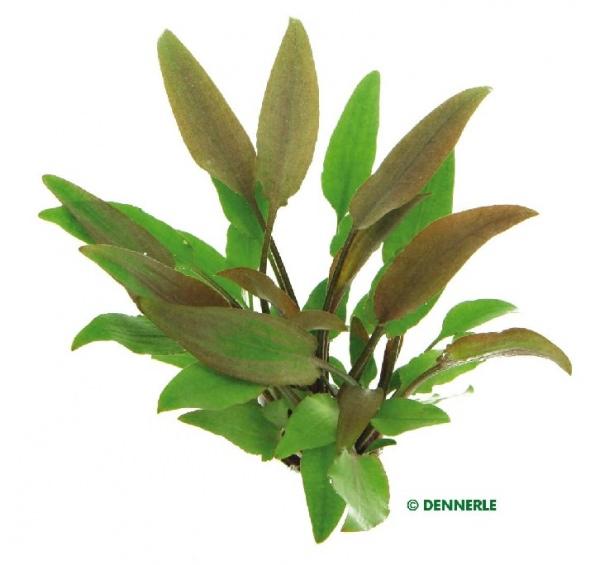 Dennerle Cryptocoryne Lutea Live Aquarium Plant in Pot - Perfect for Freshwater Fish Tanks, Aquascaping & Low-Tech Aquariums