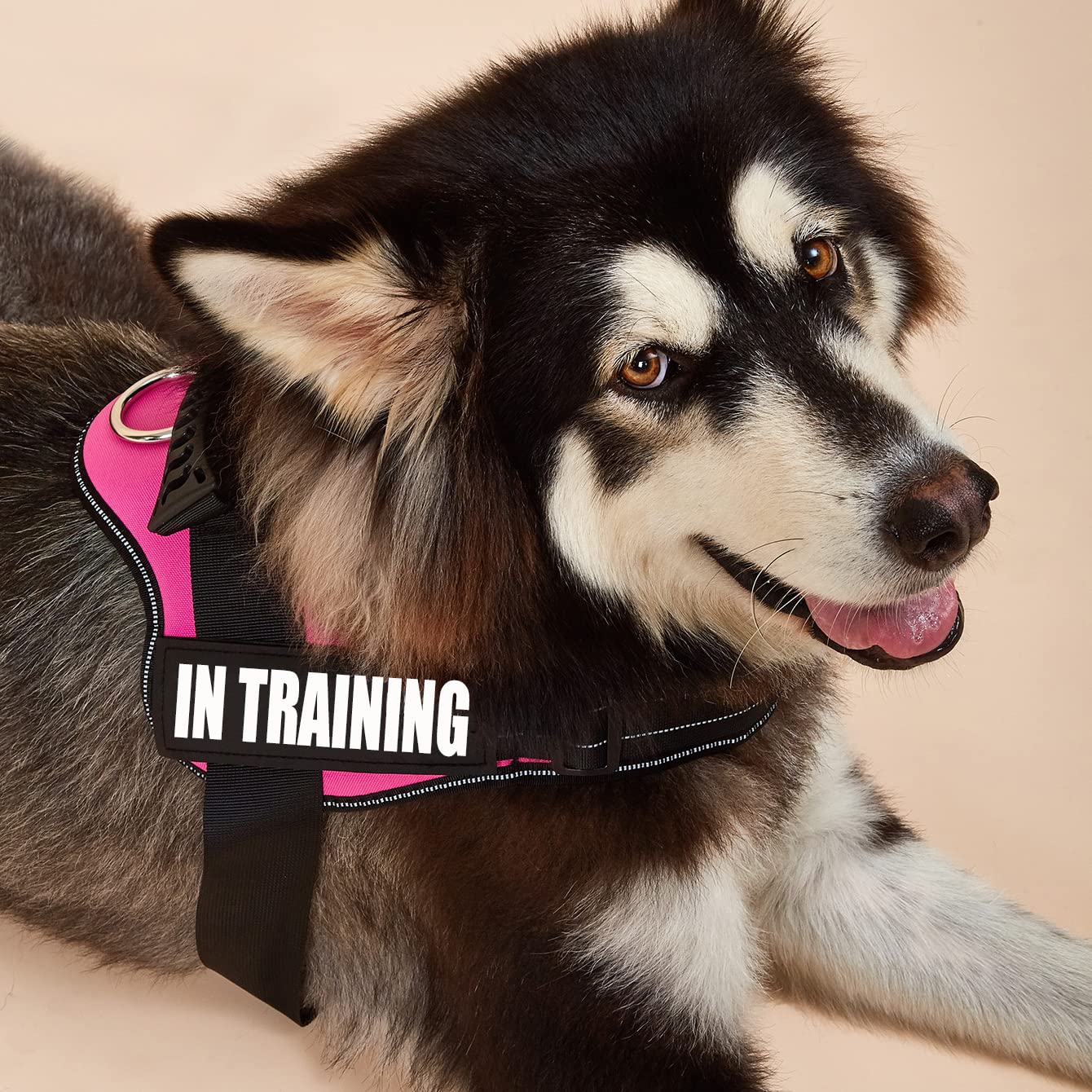 Dihapet No Pull Dog Harness - Adjustable Service Dog Vest for Training, Walking & Jogging - Reflective & Breathable Pet Vest for Small Medium Large Dogs - Perfect for Outdoor Adventures & Daily Walks