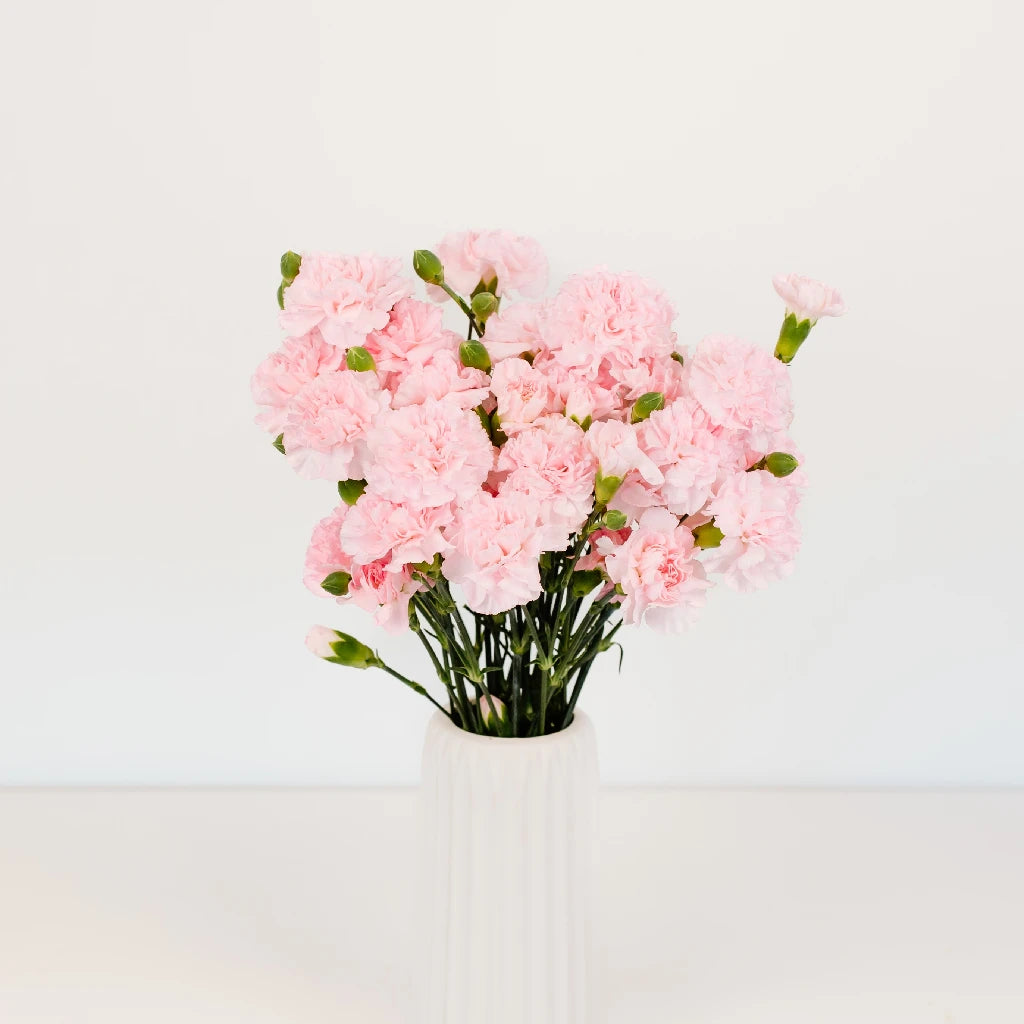 Ballet Pink Mini Carnation Flowers - Fresh Cut Flowers for Weddings, Home Decor & Gifts | Perfect for Bouquets, Centerpieces & DIY Floral Arrangements