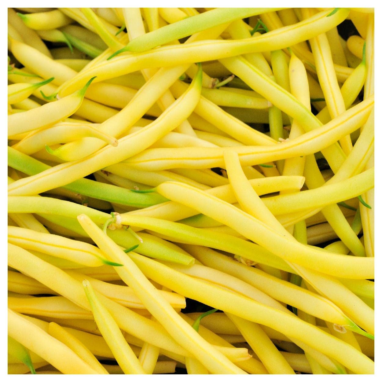 Everwilde Farms - 100 Golden Wax Yellow Bean Seeds - Non-GMO, Heirloom Vegetable Seeds for Planting - Gold Vault Jumbo Seed Packet - Perfect for Home Gardens, Raised Beds & Container Planting