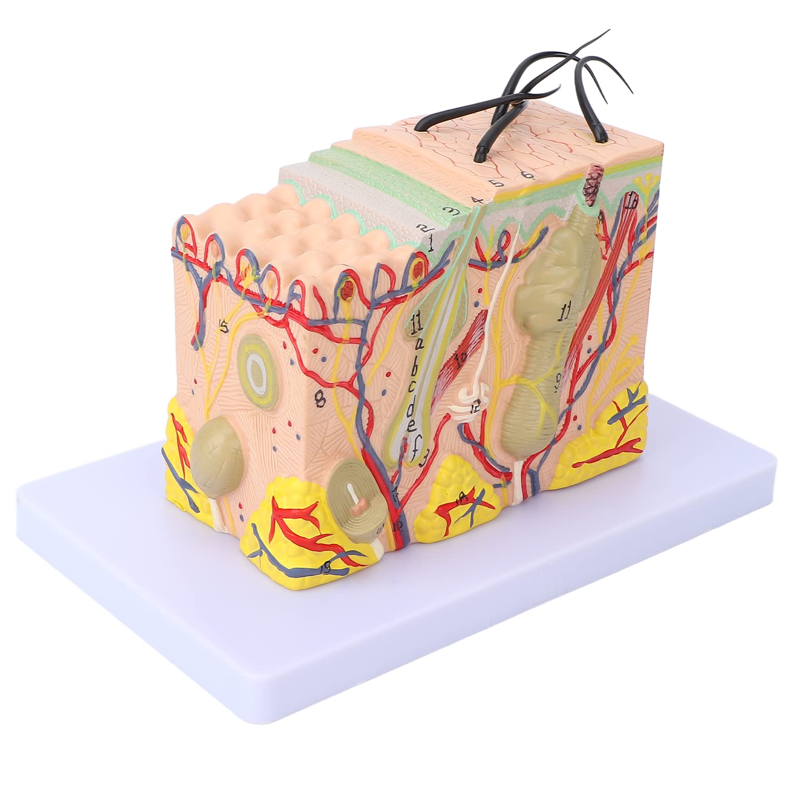 Magnified Skin Tissue Model - PVC Anatomical Skin Model for Dermatology Study, Cosmetology Training & School Education | Perfect for Medical Students, Skin Care Professionals & Classroom Demonstrations