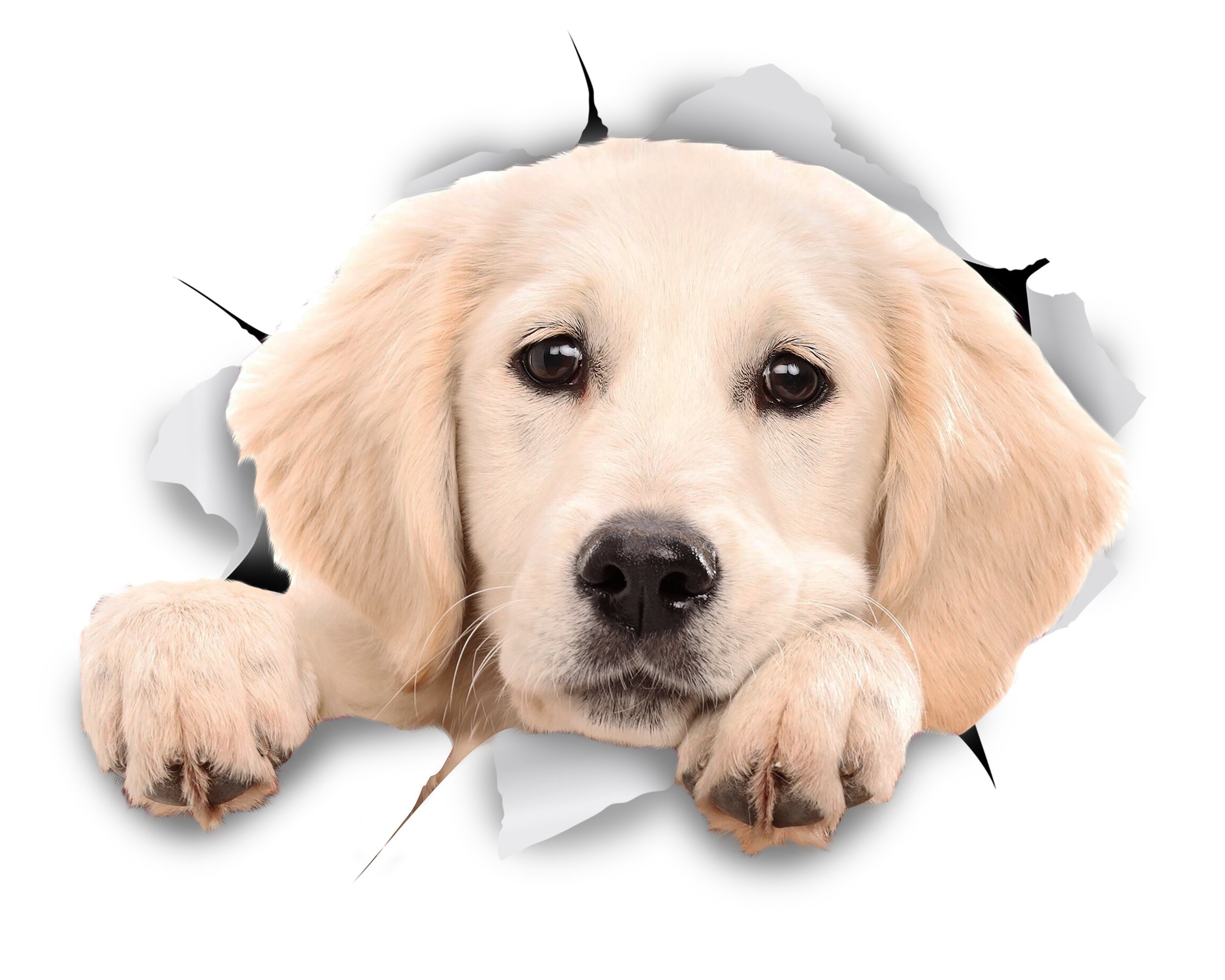 Winston & Bear 3D Dog Stickers - 2 Pack Peeking Labrador Retriever Decals for Wall, Fridge, Toilet Decor - White Labrador Stickers for Home, Office & Pet Lovers - Retail Packaging