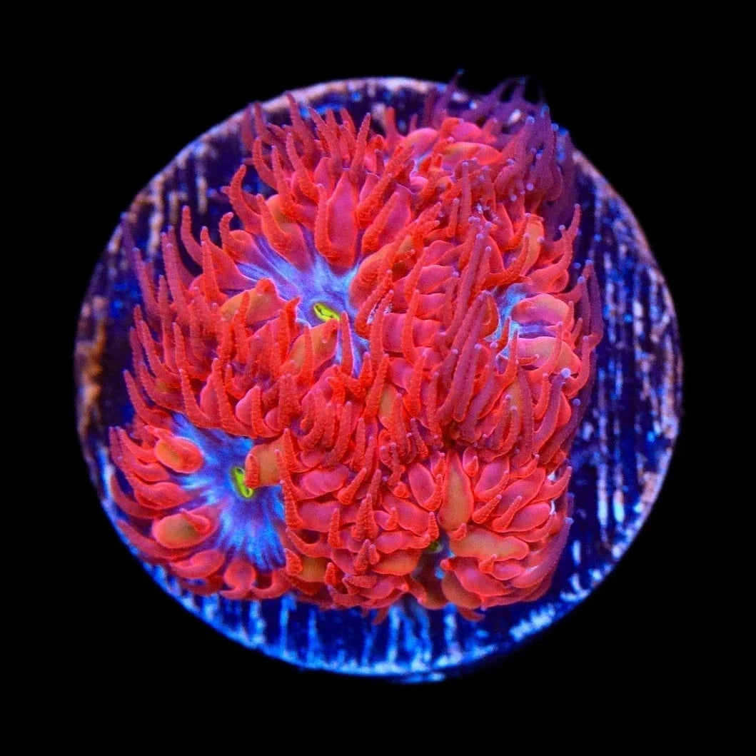 Premium Blue Raven Merletti Blastomussa Coral for Saltwater Aquariums – Vibrant Living Coral for Reef Tanks & Marine Displays