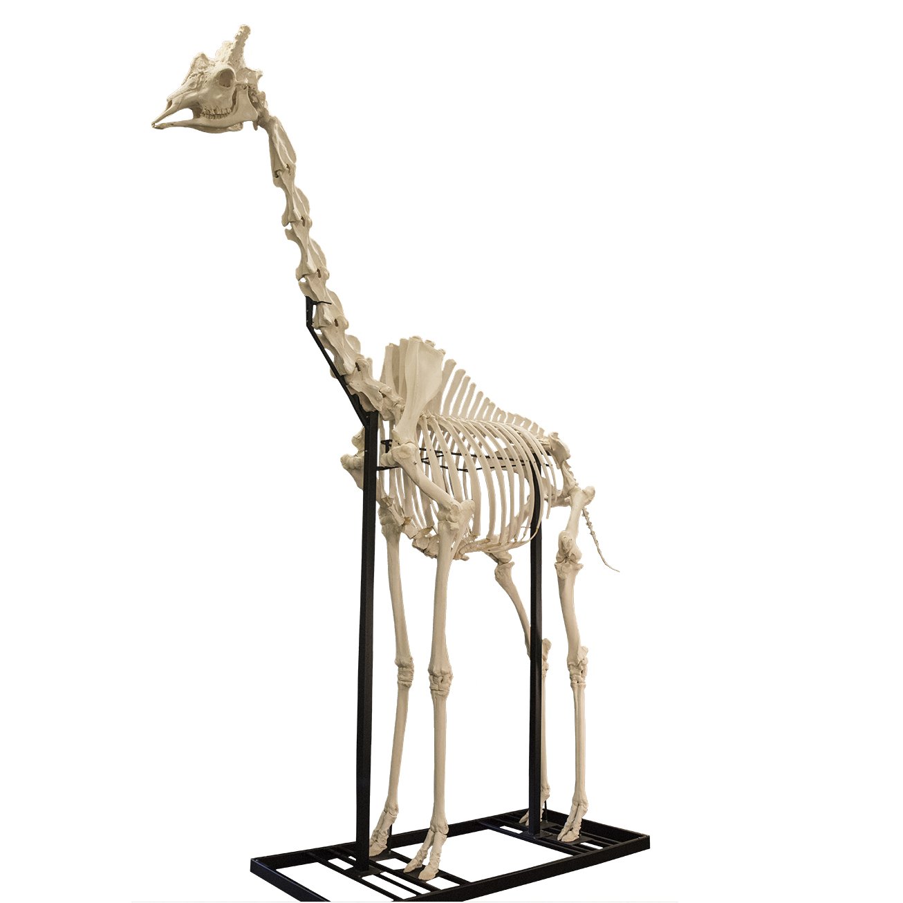 Authentic Southern Giraffe Skeleton - Fully Articulated 13'7