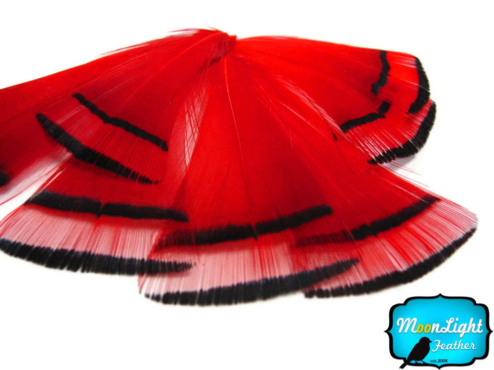 Premium Red Golden Pheasant Feathers - 12 Pack | Natural Craft Feathers for DIY, Fly Tying, Costumes & Home Decor | Perfect for Wedding Bouquets, Dreamcatchers & Bohemian Decorations