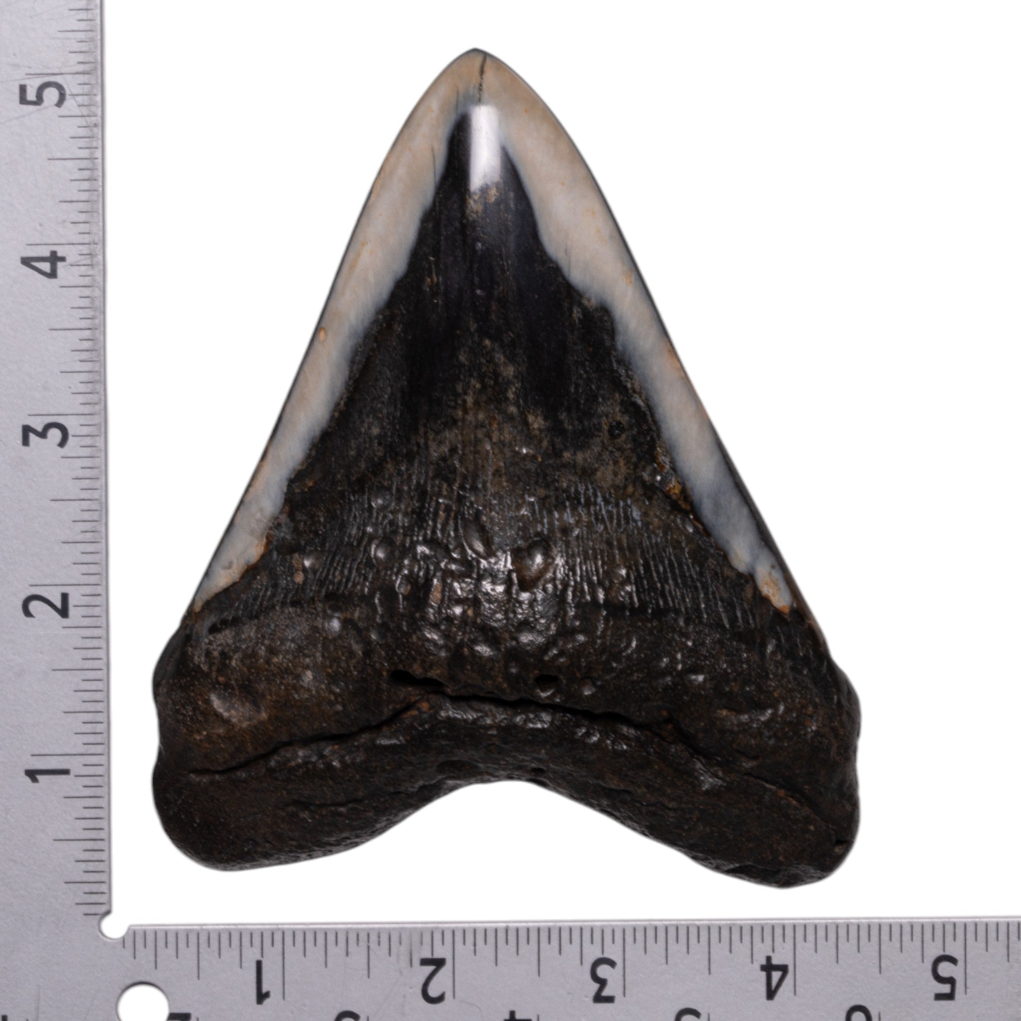 Genuine Megalodon Shark Tooth Fossil - Authentic Collector's Specimen for Home Decor, Science Education & Gift Ideas
