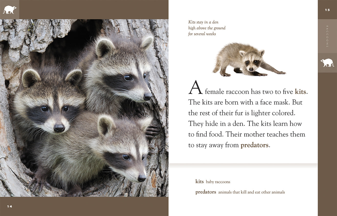 Amazing Animals (2014): Raccoons - Wildlife Documentary DVD | Nature & Animal Lovers Gift | Perfect for Educational Use & Family Movie Nights